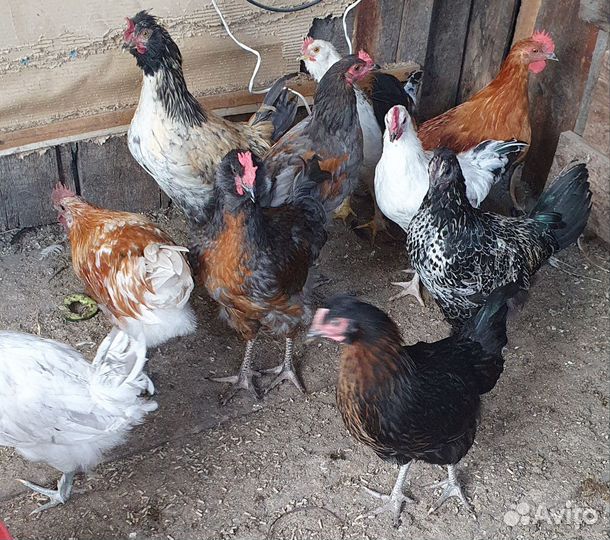 Молодые петушки