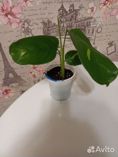 Калатея лубберса, сингониум неон пинк