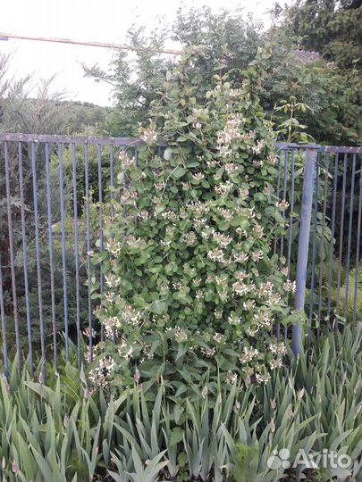 Жимолость Каприфоль