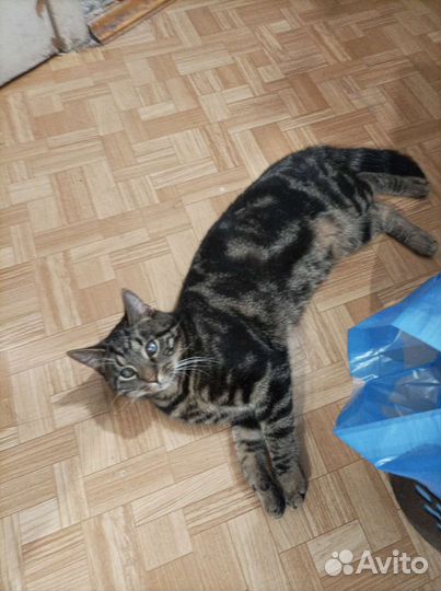 Отдадим в добрые руки котенка-Оскара