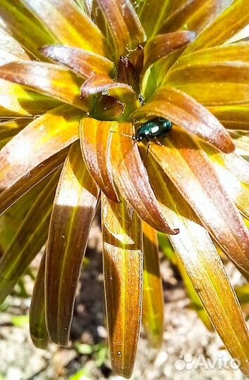 Макролинза JSR Close UP +10 (82 мм) Макрофильтр