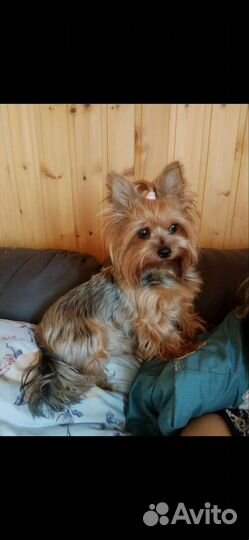 Йоркширский терьер