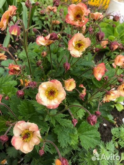 Яснотка, ландыш розовый, гравилат