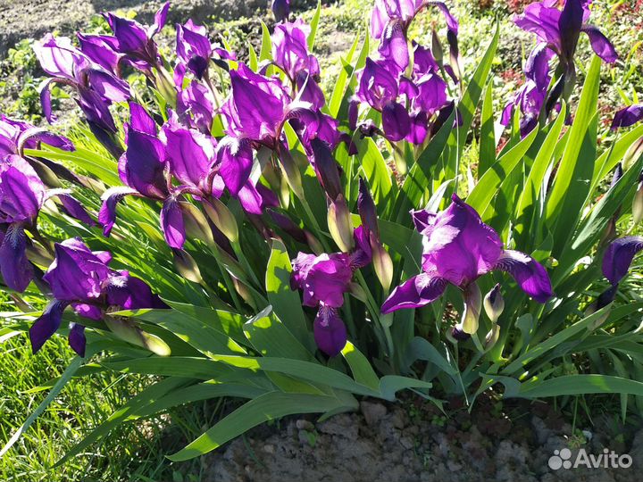 Ирисы (корневище)