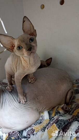 Канадский сфинкс котята