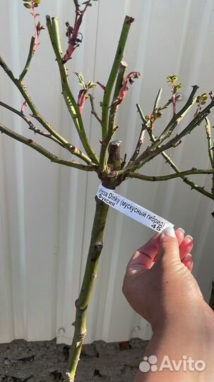 Уличные растения цветы