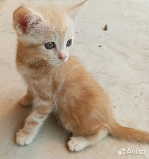 Котята в добрые руки бесплатно