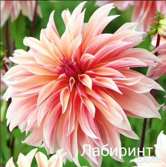 Георгины корни