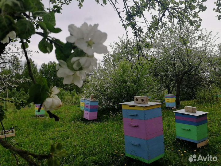 Июльский мёд разнотравье с пасеки