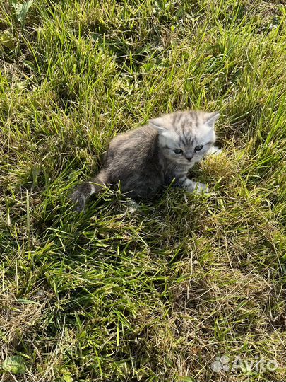 Британский котенок, девочка