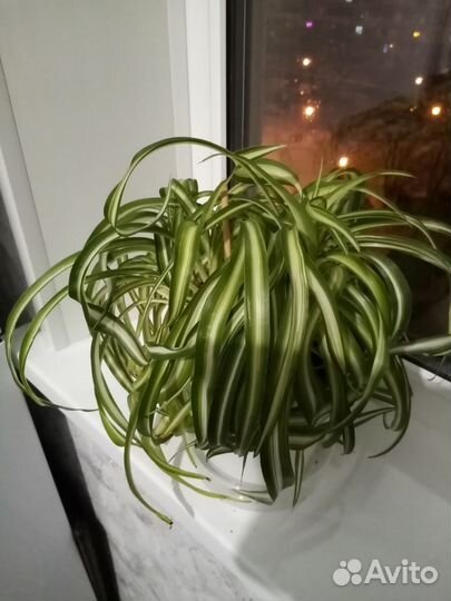 Хлорофитум