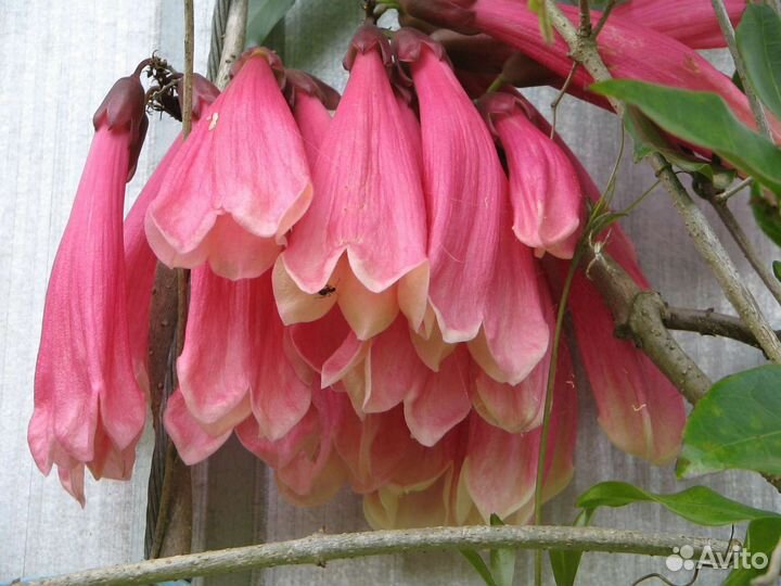 Экзоты продолжение