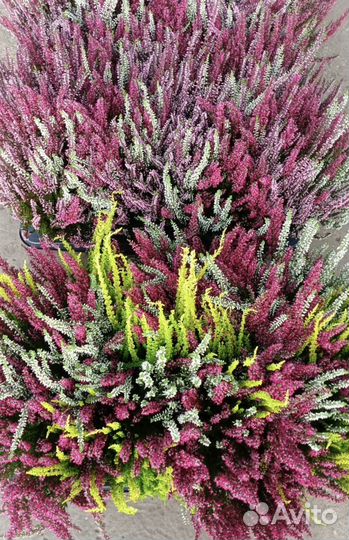 Вереск в горшке