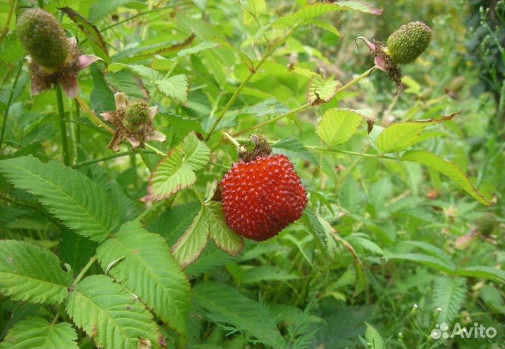 Соблазнительная гибридная форма клубникомалина