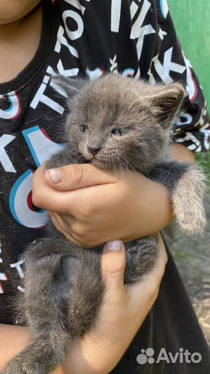 Котята крысоловы