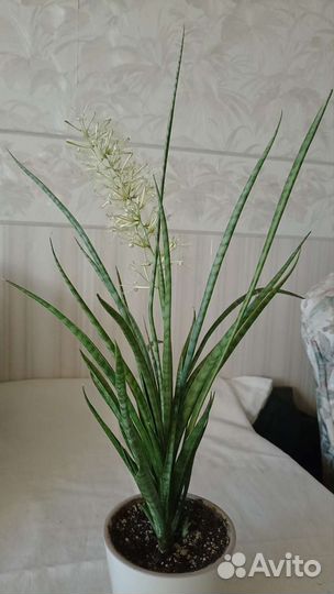 Сансевиерия парва