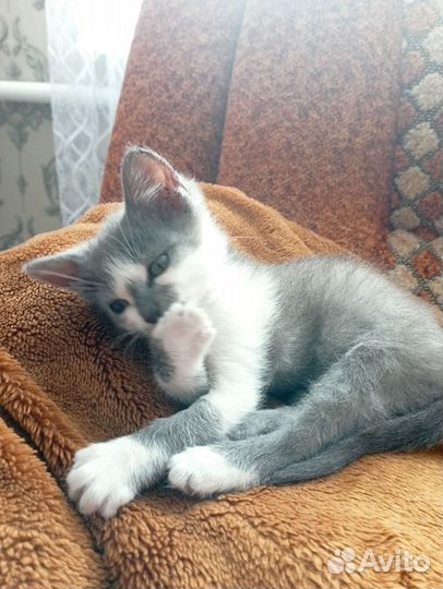 Мини-мышеловка