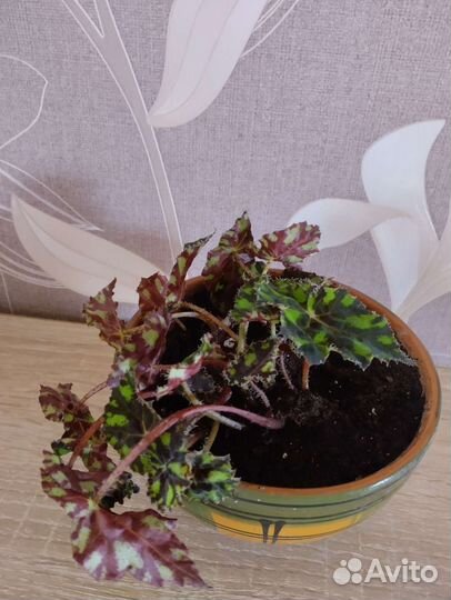 Тигровая бегония