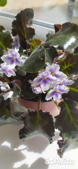 Комнатные растения