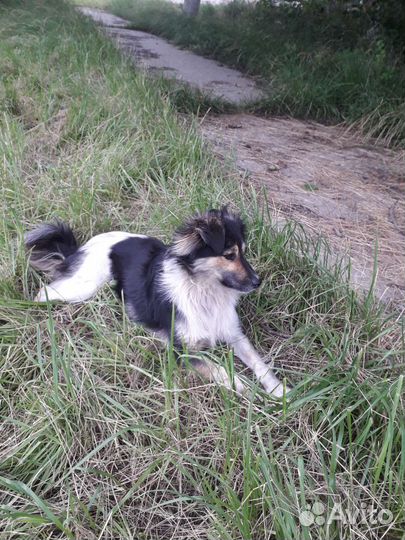 Собака в добрые руки