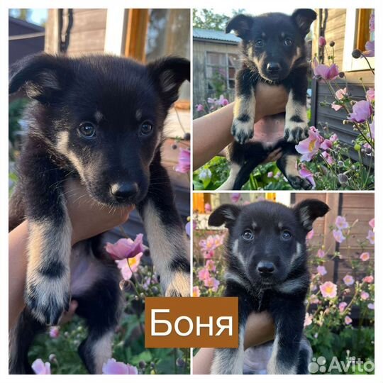 Собака в добрые руки щенок