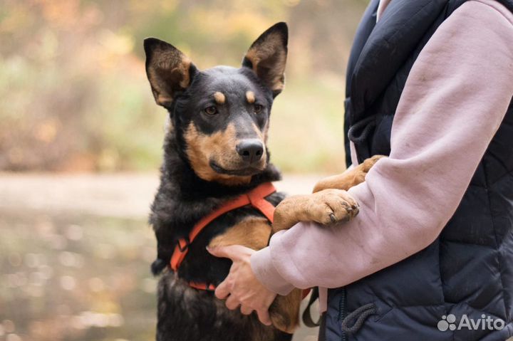 Люси ищет семью