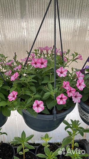 Рассада петунии И томаты