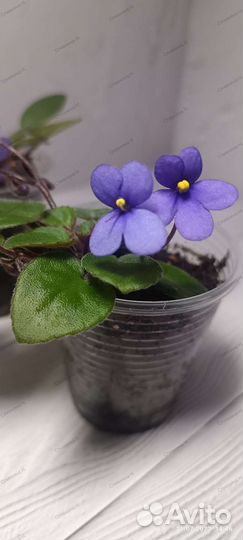 Бегония Дрега, фиалки