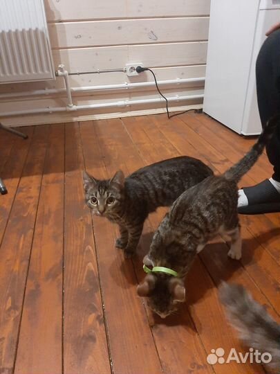 Котята в добрые руки приучены к лотку