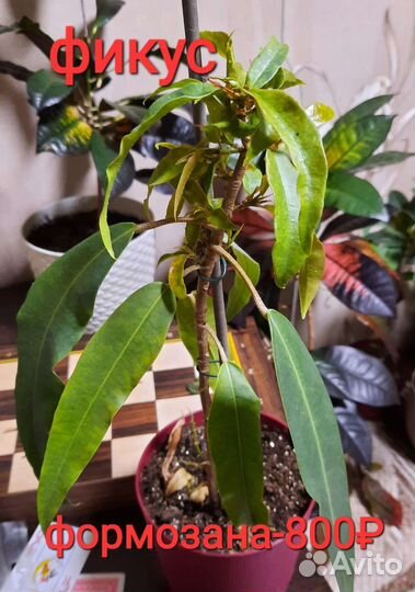 Фикус,сингониум, Сциндапсус