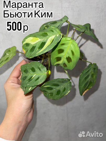 Маранта Бьюти Ким, Сциндапсус треби, Дисхидия