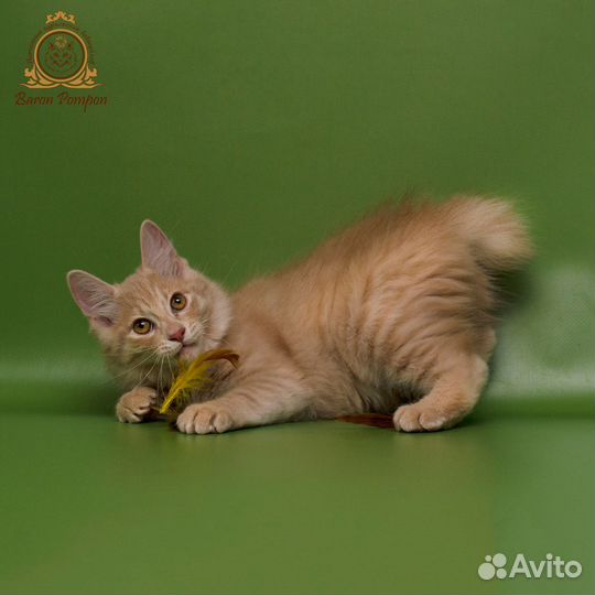Роскошный котёнок курильского бобтейла