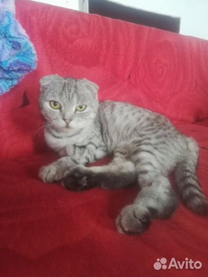 Шотландская вислоухая кошка в добрые руки