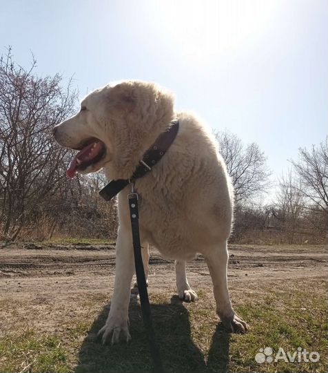 Передержка хвостиков