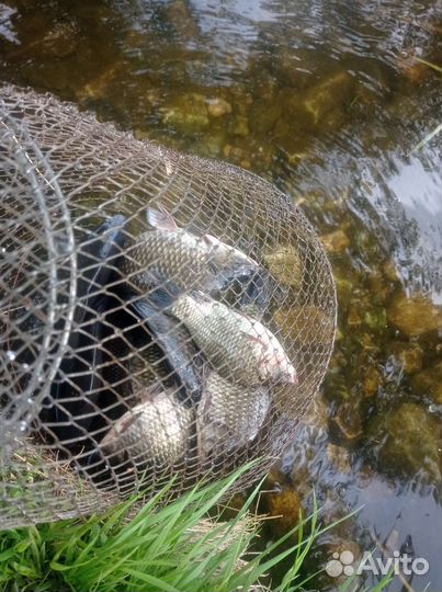 Живая рыба карась