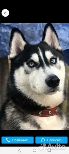 Собаки щенки