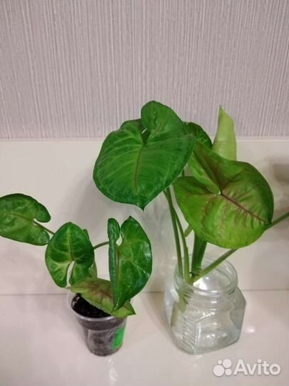 Сингониумы