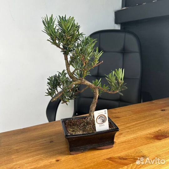 Дерево бонсай живое Подокарпус (Podocarpus)