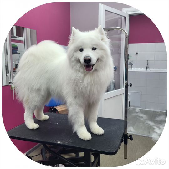 Услуги грумера