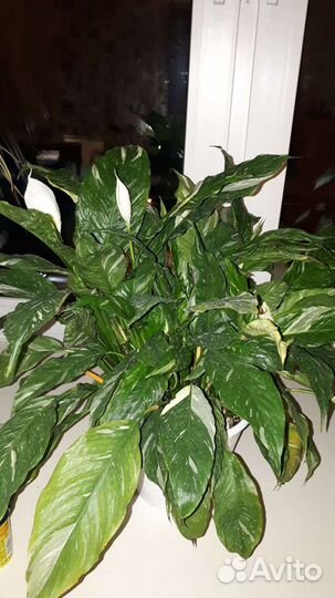 Спатифиллум пестролистный