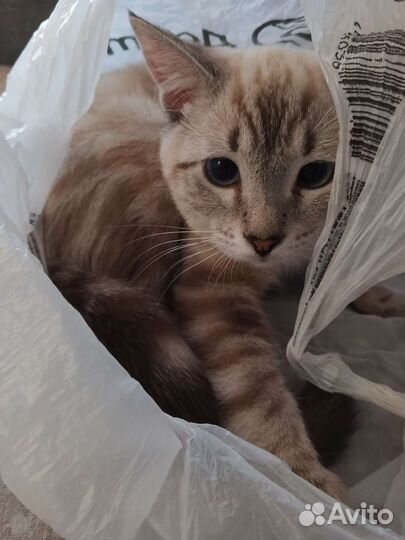 Шотландский кот вязка
