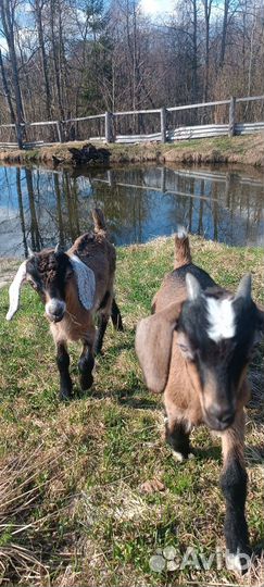 Козлята альпо-нубийские