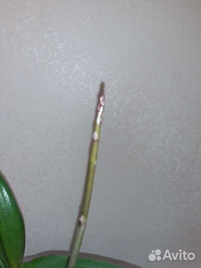 Орхидея Hot Kiss