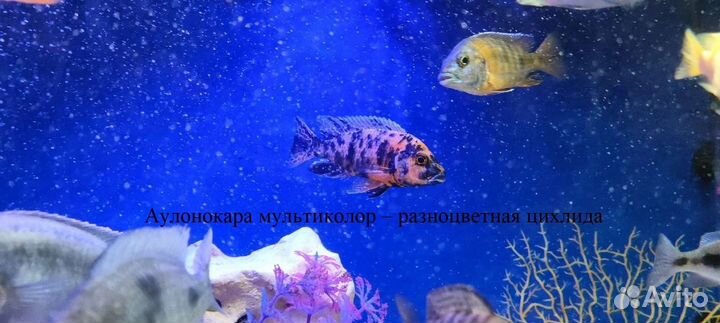 Африканские цихлиды -эндемики озер и корм