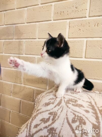 Котенок в любящие руки