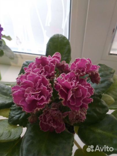 Детки сортовых фиалок,листовые черенки