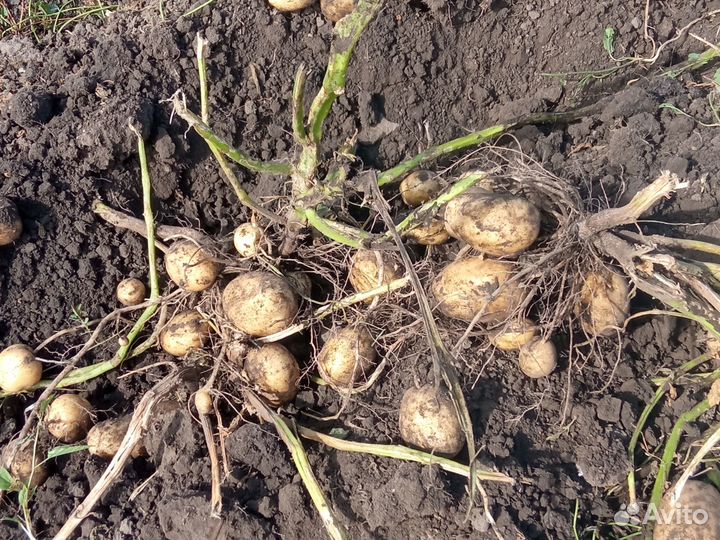 Семенной картофель,отправка почтой в любой регион