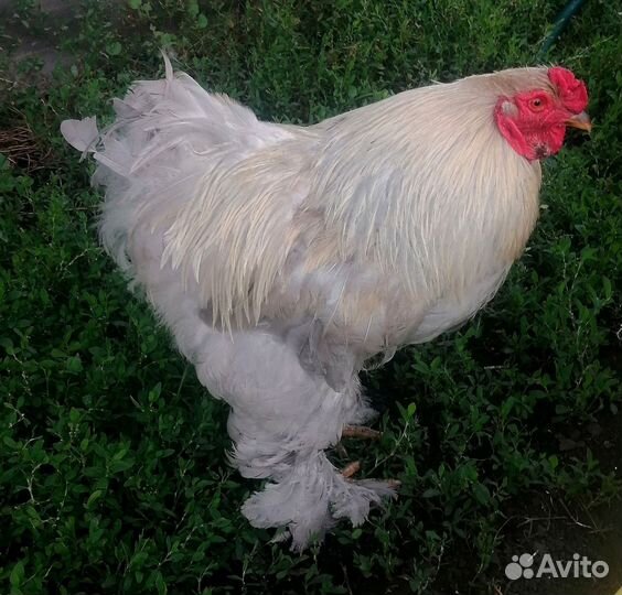 Петухи породистые
