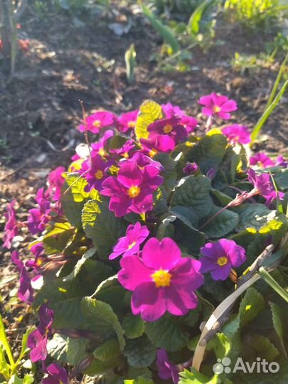 Примула рассада