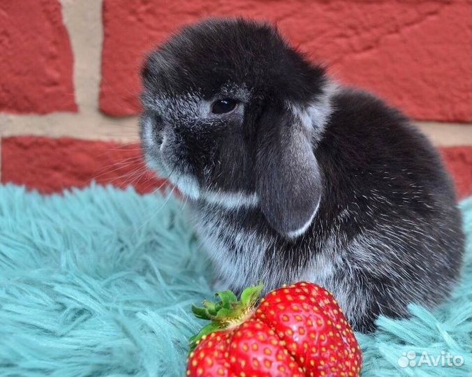 Кролики Карликовые Вислоухие Самые Красивые